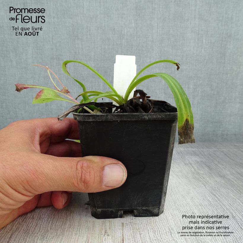 Spécimen de Digitale laineuse Café Crème - Digitalis lanata Godet de 8/9 cm tel que livré en été