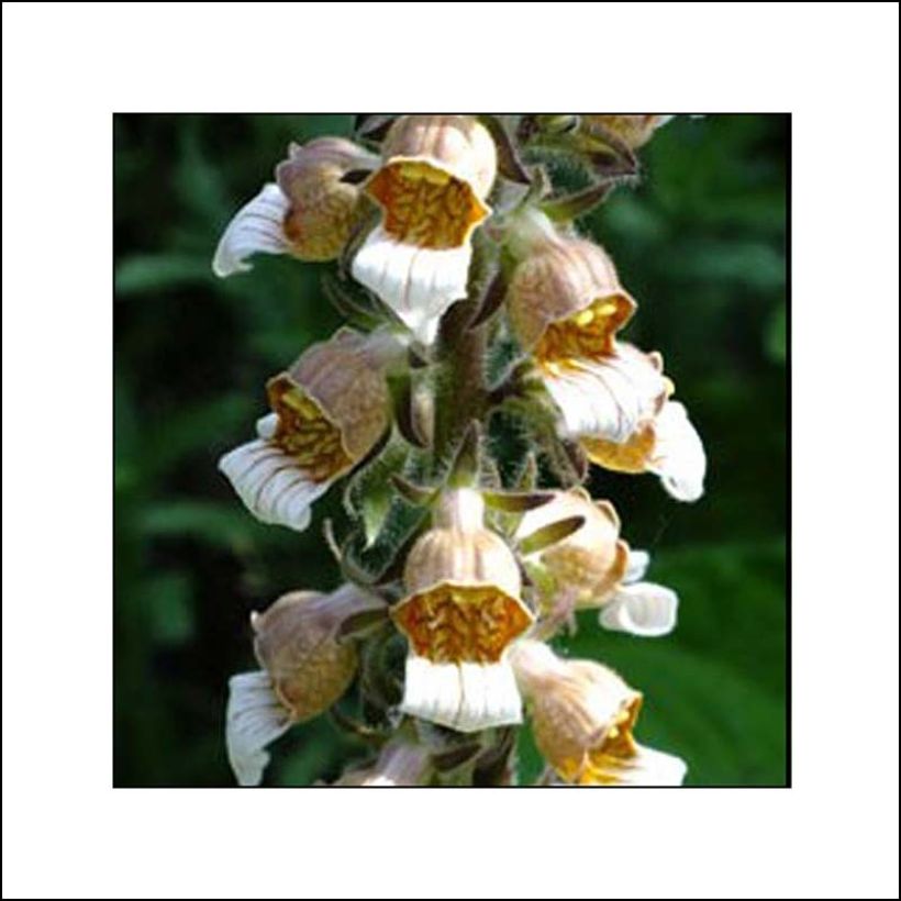 Digitale laineuse Café Crème - Digitalis lanata (Floraison)