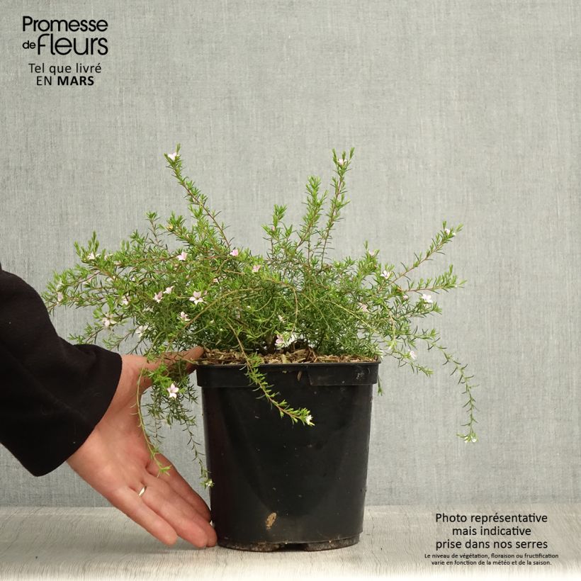 Spécimen de Diosma Pink Diamond Pot de 3L tel que livré au printemps