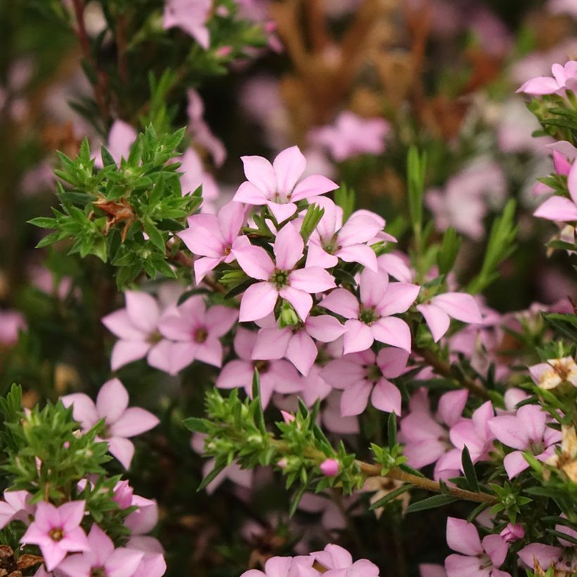 Diosma Pink Diamond (Floraison)