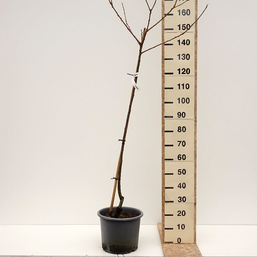 Spécimen de Diospyros kaki Fuyu - Plaqueminier - Kaki pomme Pot de 7,5L/10L, Demi-Tige tel que livré en hiver