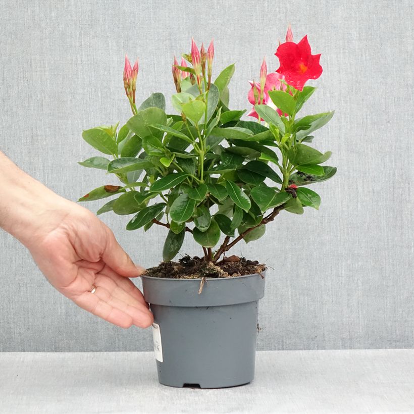 Spécimen de Dipladénia BELLA Compact Red Pot de 10 cm/11cm tel que livré au printemps
