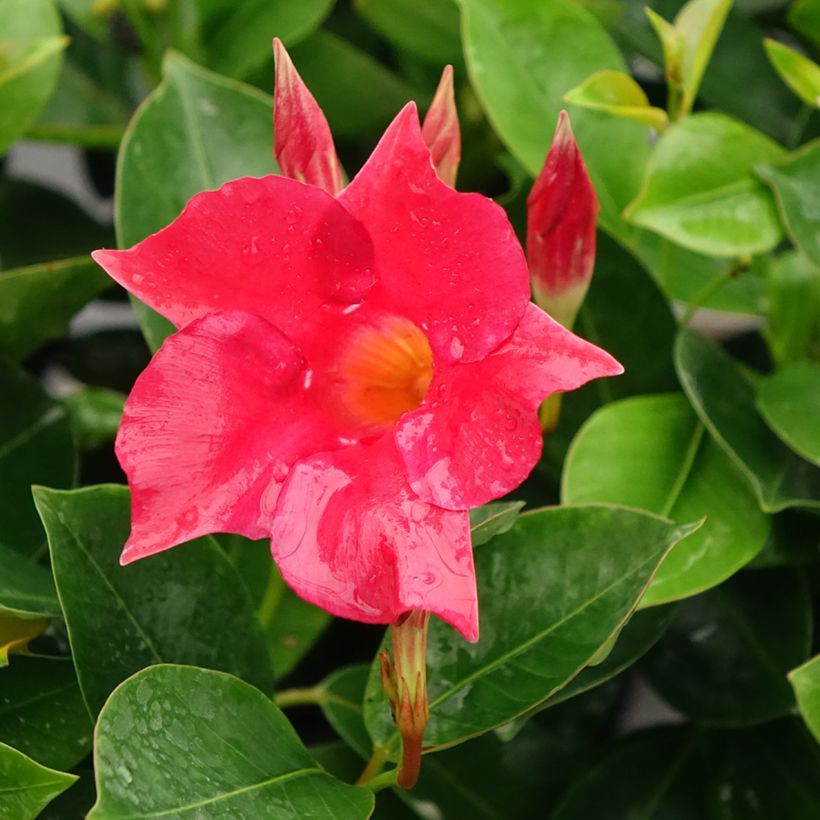 Dipladénia BELLA Compact Red (Floraison)