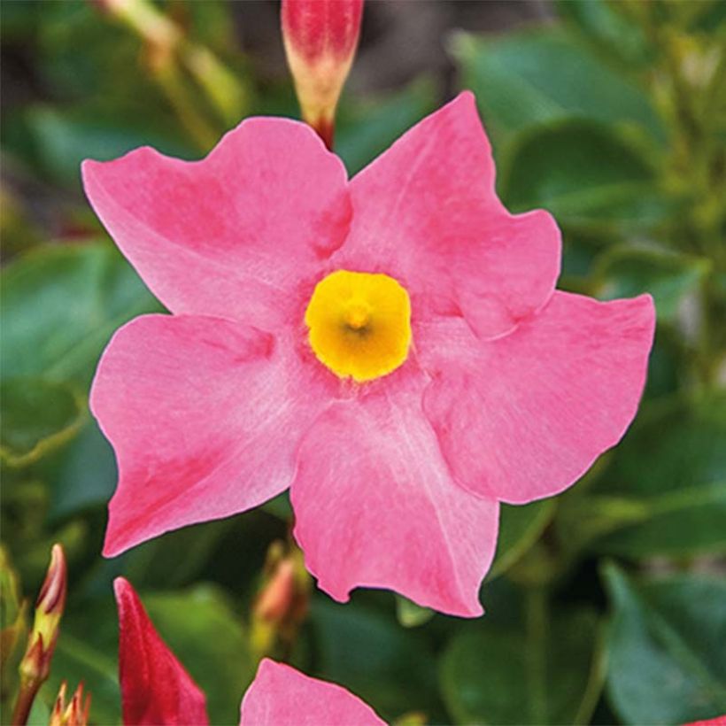 Dipladénia BELLA Pink (Floraison)