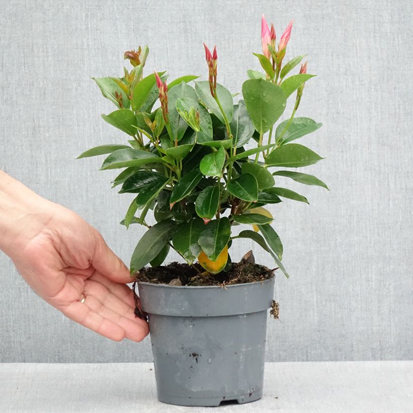 Spécimen de Dipladénia BELLA Pink Star Pot de 10 cm/11cm tel que livré au printemps