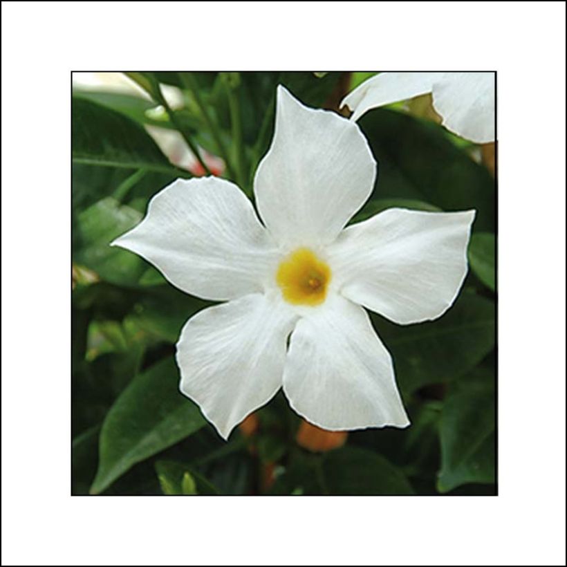 Dipladénia BELLA White (Floraison)