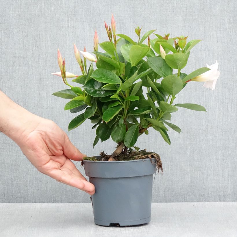 Spécimen de Dipladénia BELLA White Pot de 12 cm / 13 cm tel que livré au printemps