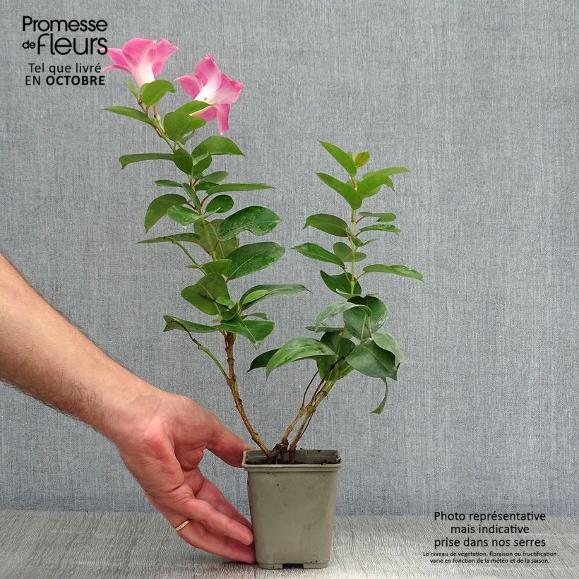 Spécimen de Dipladenia Diamantina Jade Rose Pot de 2L/3L tel que livré en automne