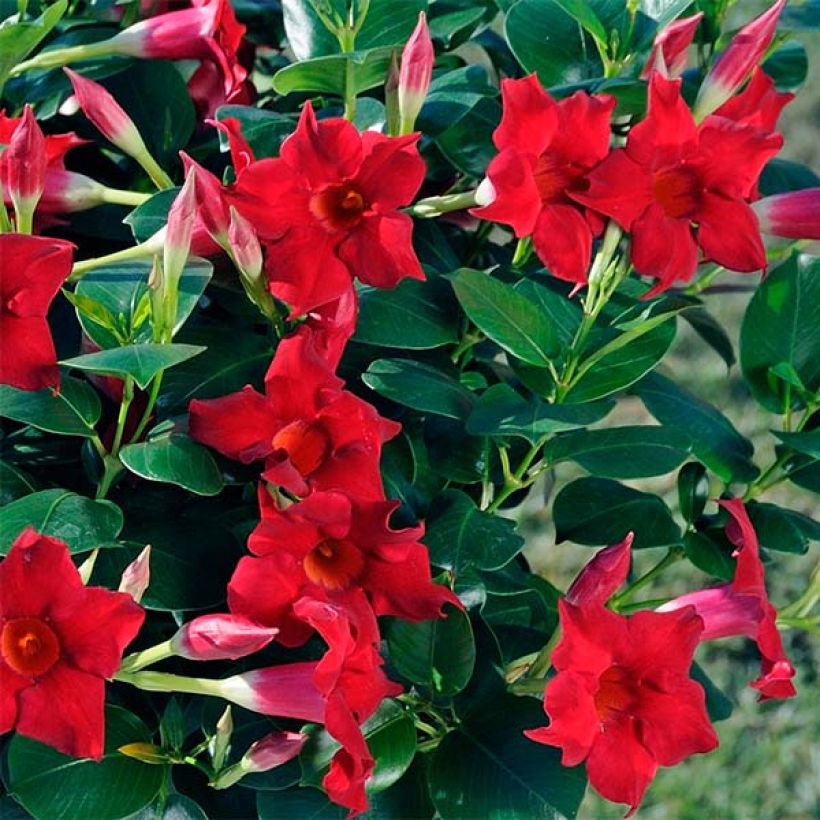 Dipladénia Diamantina Jade Scarlet - Mandevilla  (Floraison)