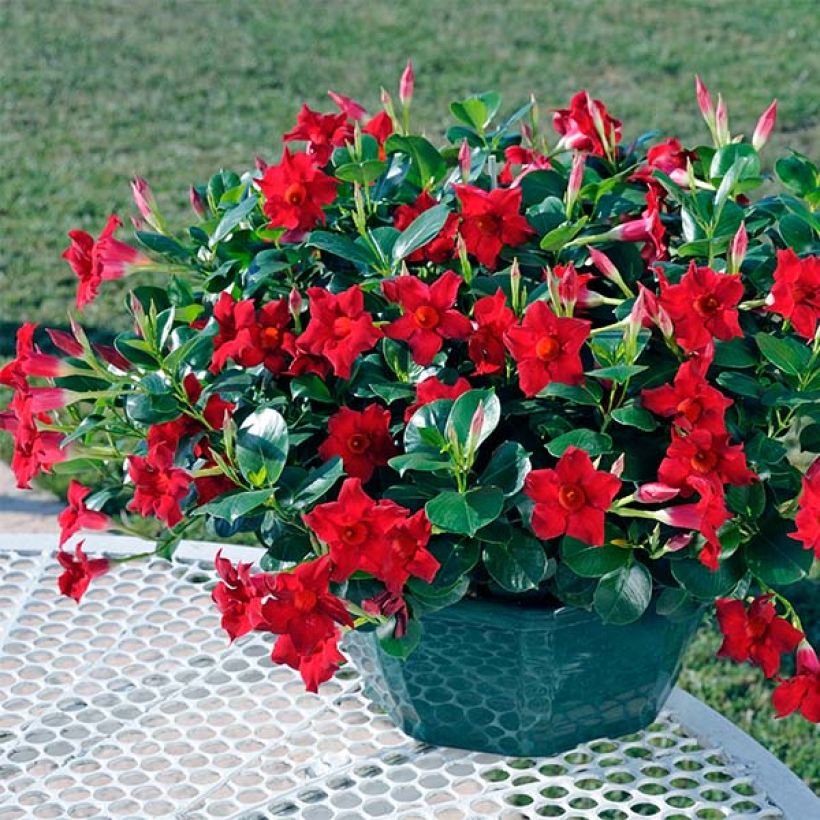 Dipladénia Diamantina Jade Scarlet - Mandevilla  (Port)