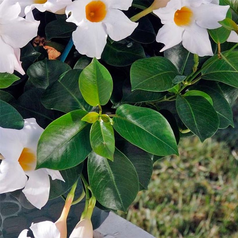 Dipladénia Diamantina Jade White - Mandevilla  (Feuillage)