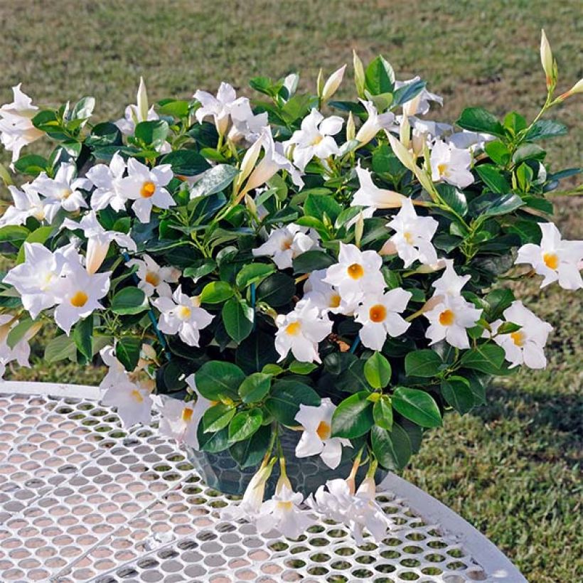 Dipladénia Diamantina Jade White - Mandevilla  (Port)