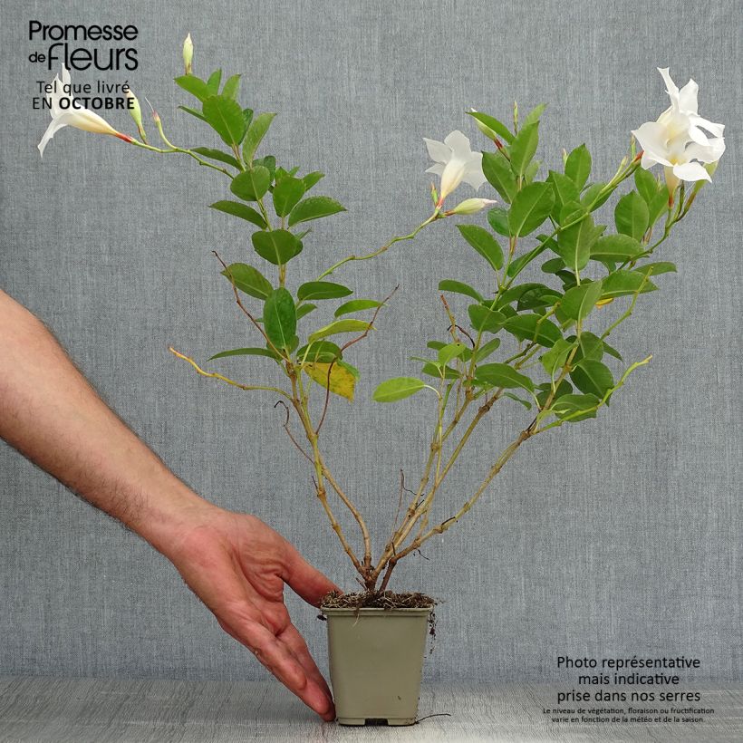 Spécimen de Dipladénia Diamantina Jade White - Mandevilla  Pot de 10 cm/11cm tel que livré en automne