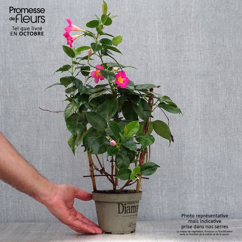 Spécimen de Dipladenia Diamantina Quartz Pink & Yellow Pot de 1L/1,5L tel que livré en automne