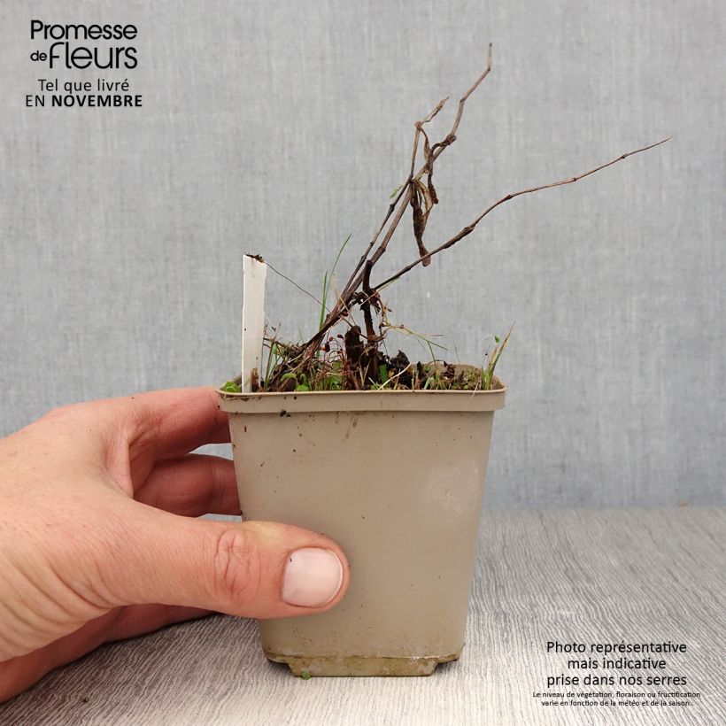 Spécimen de Disporum cantoniense Green Giant - Cloche des fées Pot de 10 cm/11cm tel que livré en automne