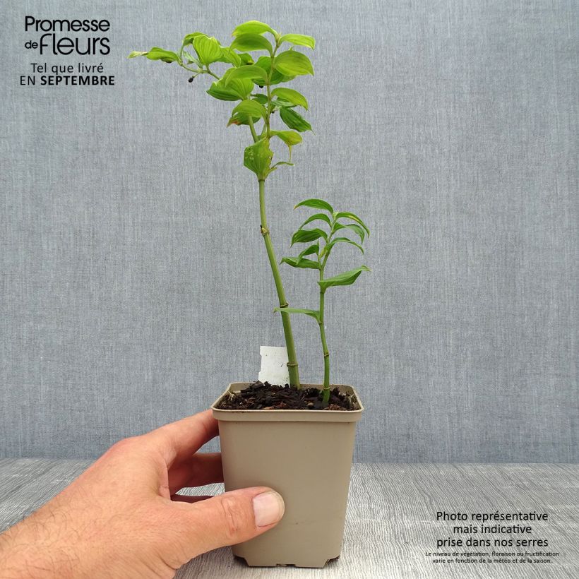 Spécimen de Disporum uniflorum - Cloche des fées de Corée Godet de 8/9 cm tel que livré en automne