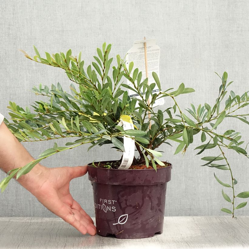 Spécimen de Distylium Cinnamon Girl Pot de 3L/4L tel que livré en été