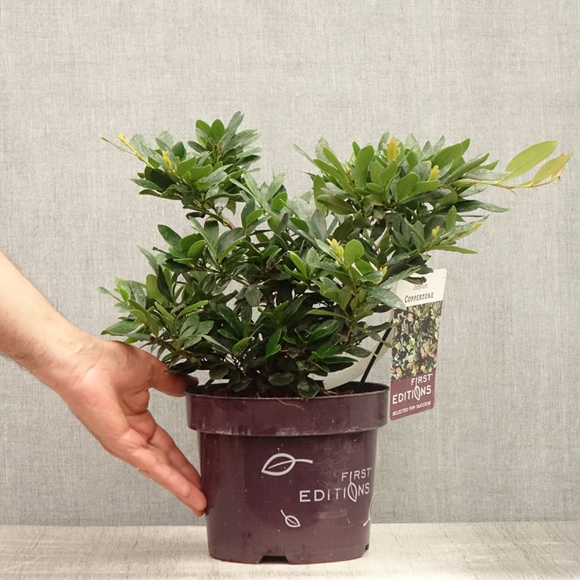Spécimen de Distylium Coppertone Pot de 2L/3L tel que livré en été