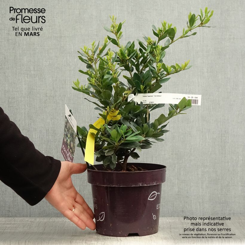 Spécimen de Distylium Coppertone en pot de 2L/3L tel que livré au printemps