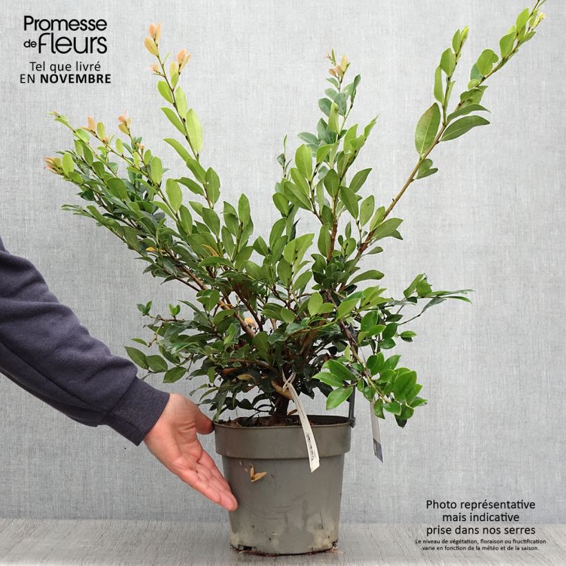 Spécimen de Distylium Linebacker  Pot de 3L/4L tel que livré en automne