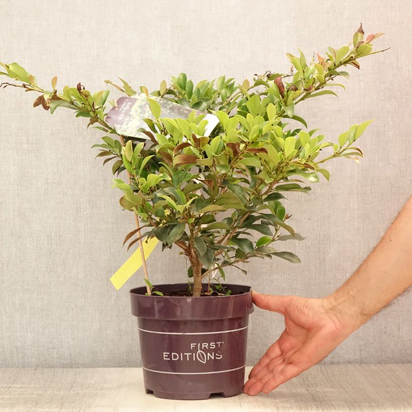 Spécimen de Distylium Linebacker  Pot de 3L/4L tel que livré en été