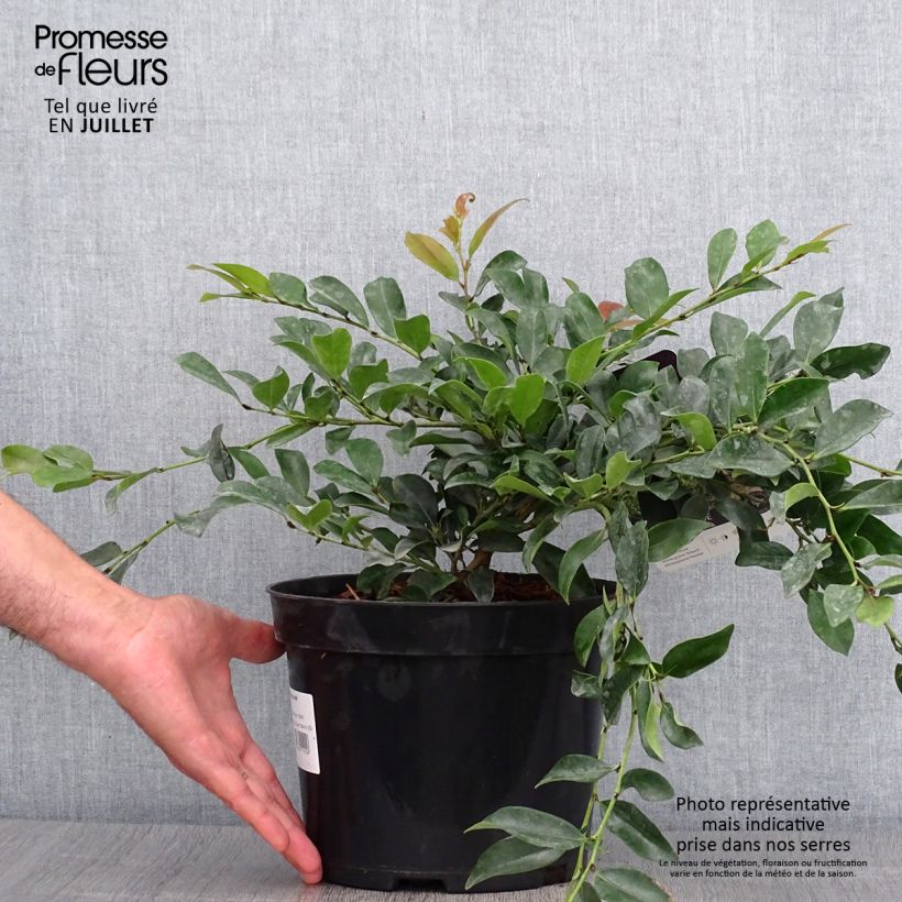 Spécimen de Distylium Vintage Jade Pot de 2L/3L tel que livré en été