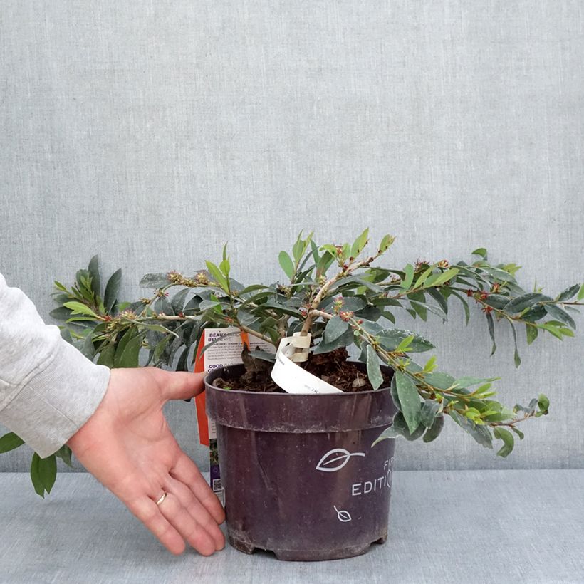 Spécimen de Distylium Vintage Jade en pot de 2l/3l tel que livré au printemps