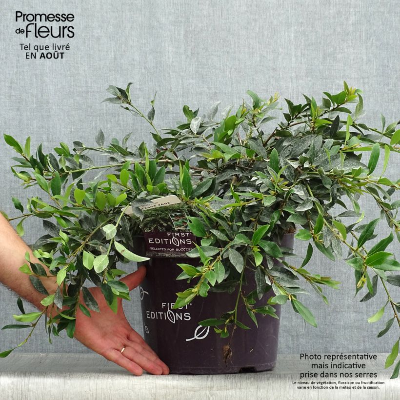 Spécimen de Distylium Vintage Jade Pot de 7,5L/10L tel que livré en été