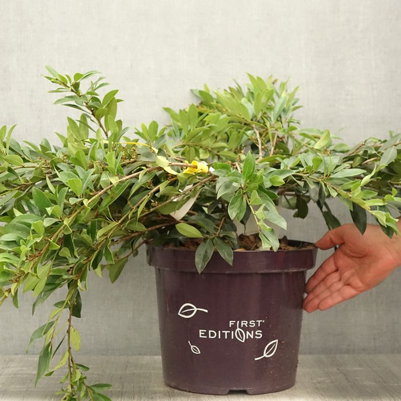 Spécimen de Distylium Vintage Jade en pot de 7,5l/10l tel que livré au printemps