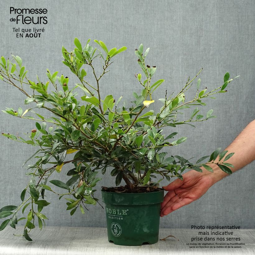 Spécimen de Distylium (x) Blue Cascade Pot de 4L/5L tel que livré en été