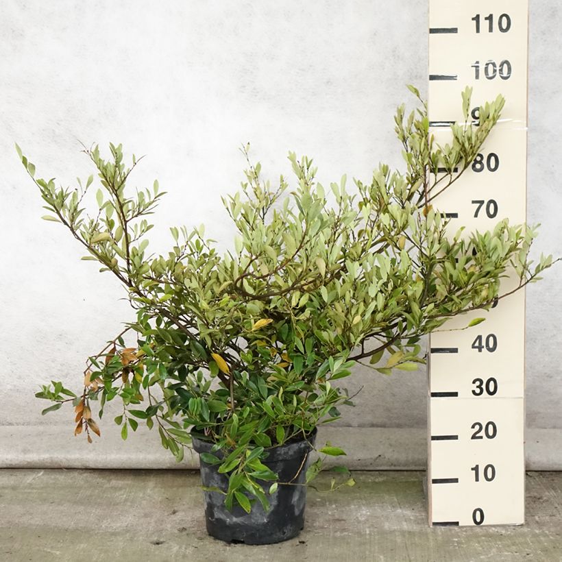 Spécimen de Distylium (x) Blue Cascade Pot de 7,5L/10L tel que livré en été