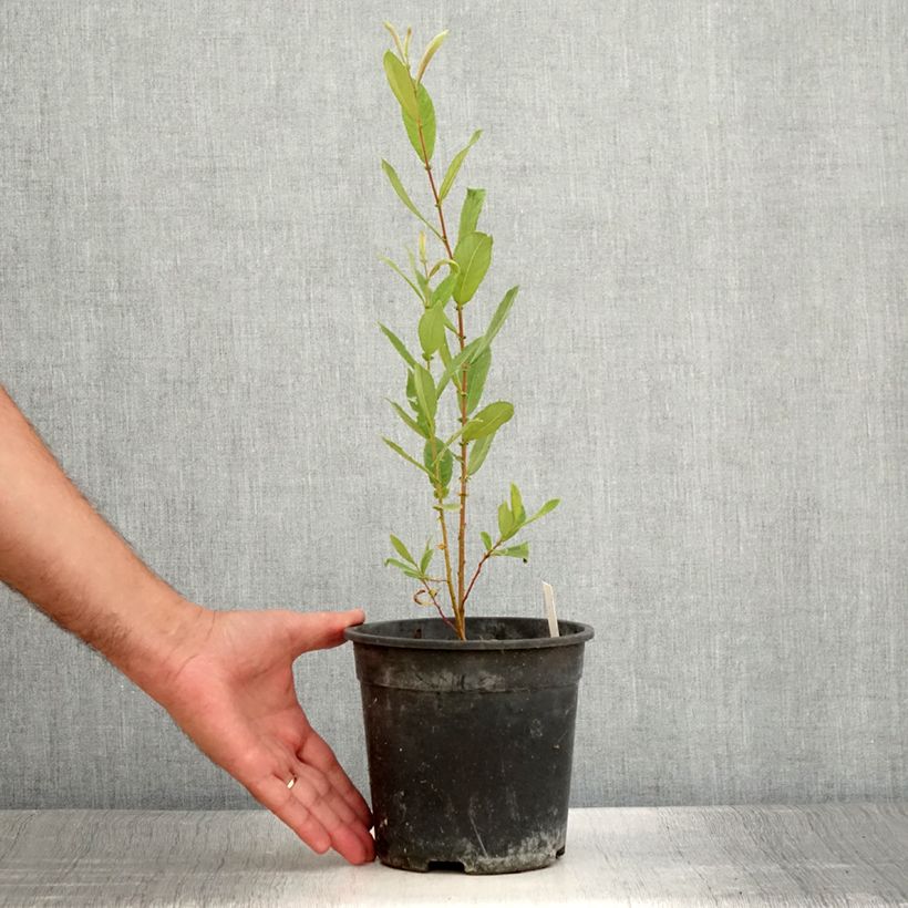 Spécimen de Dodecatheon jeffreyi Rotlicht - Gyroselle Pot de 2L/3L tel que livré en été