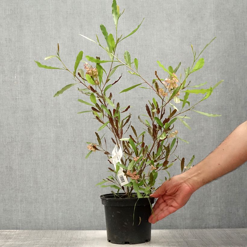 Spécimen de Dodonaea viscosa Purpurea - Dodonée visqueuse Pot de 3L/4L tel que livré en été