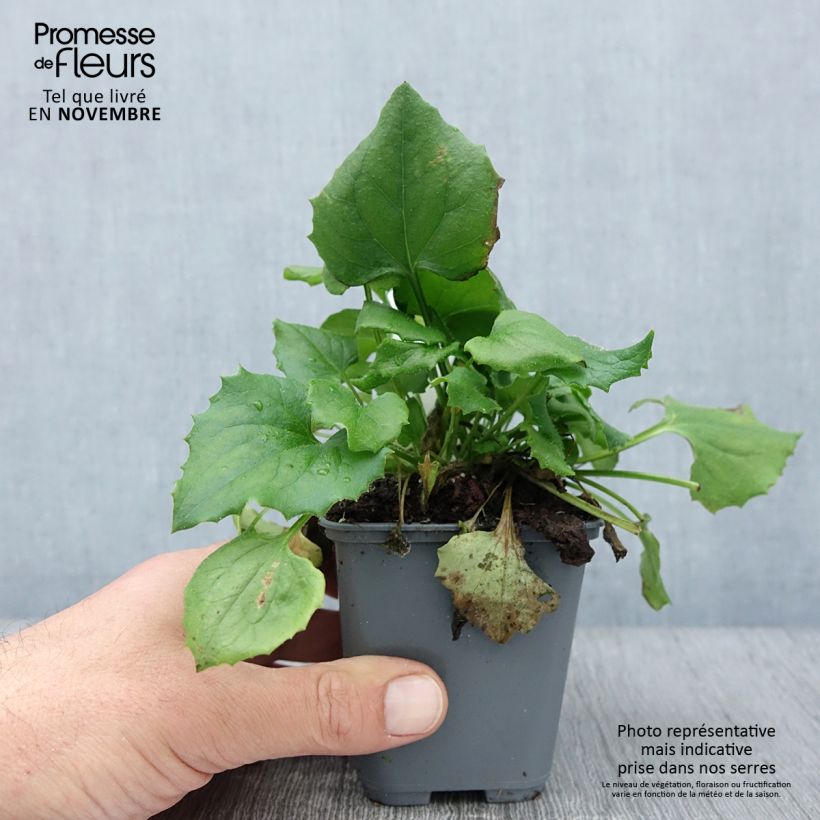 Spécimen de Doronicum orientale Finesse - Doronic Godet de 8/9 cm tel que livré en automne