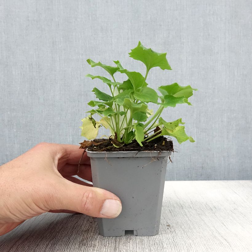 Spécimen de Doronicum orientale Little Leo - Doronic du Caucase Godet de 8/9 cm tel que livré en automne