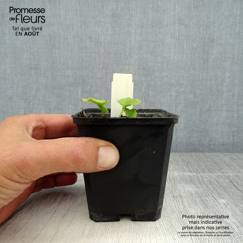 Spécimen de Doronicum orientale Little Leo - Doronic du Caucase Godet de 8/9 cm tel que livré en été