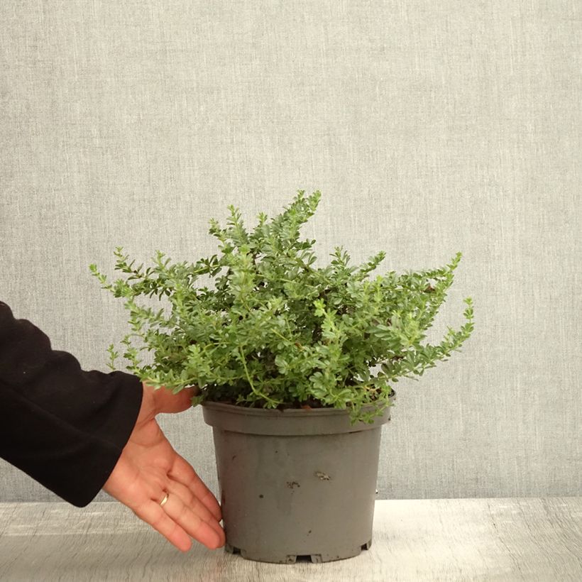 Spécimen de Dorycnium hirsutum Frejorgues Pot de 3L/4L tel que livré en automne