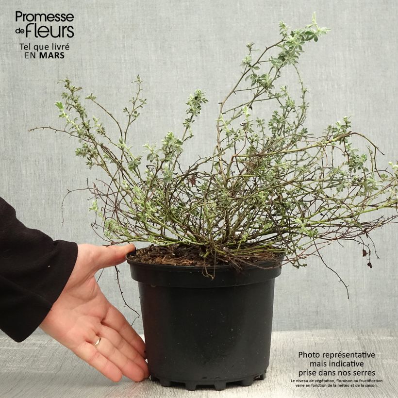 Spécimen de Dorycnium hirsutum Frejorgues - Pot de 3L/4L tel que livré au printemps