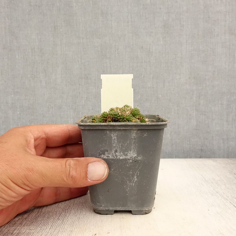 Spécimen de Draba aizoides - Drave faux Aïzoon Godet de 7/8 cm tel que livré en été