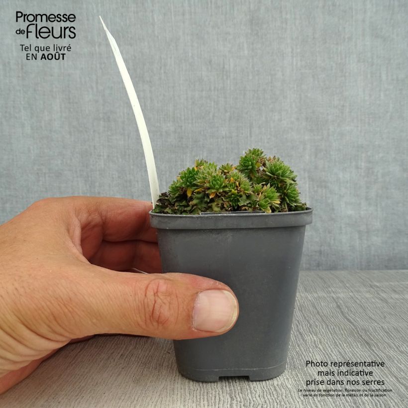 Spécimen de Draba sakurai - Drave de Sakuraï Godet de 8/9 cm tel que livré en été