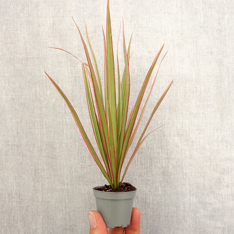 Spécimen de Dracaena Bicolor - Dragonnier Mini-plante tel que livré au printemps
