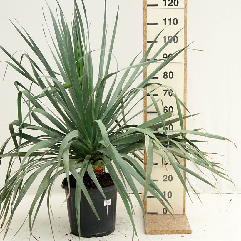 Spécimen de Dracaena draco - Dragonnier des Canaries Pot de 18L/20L tel que livré en été