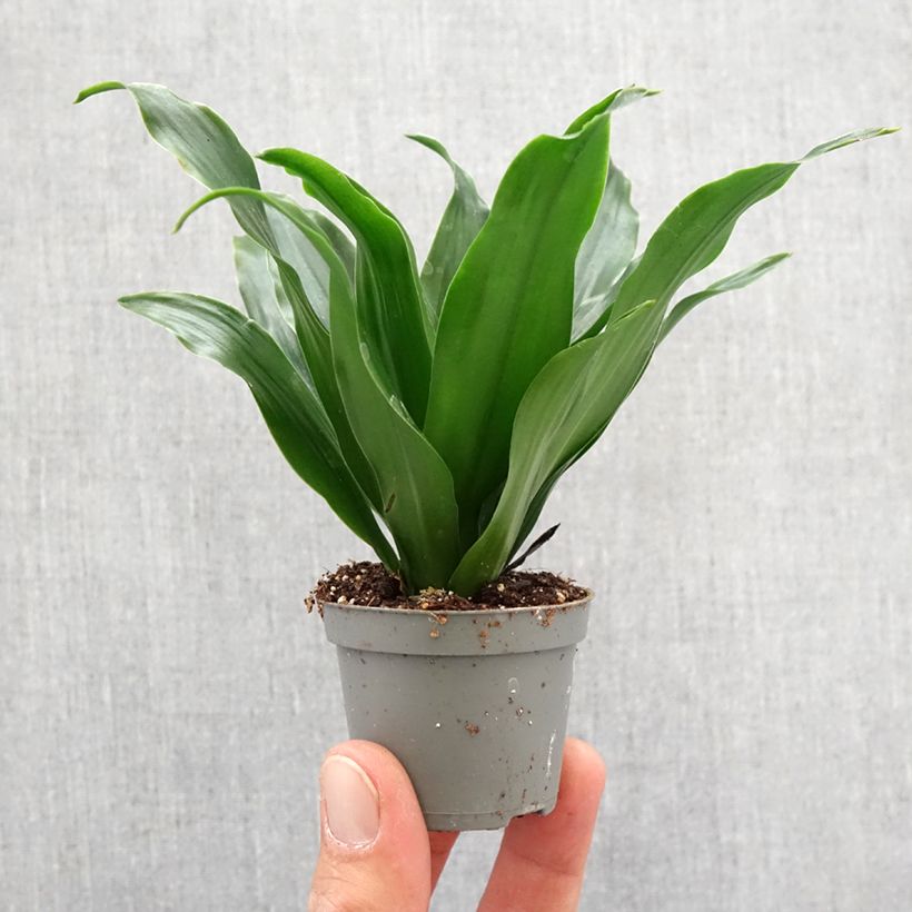 Spécimen de Dracaena Janet Craig - Dragonnier  Mini-plante tel que livré au printemps
