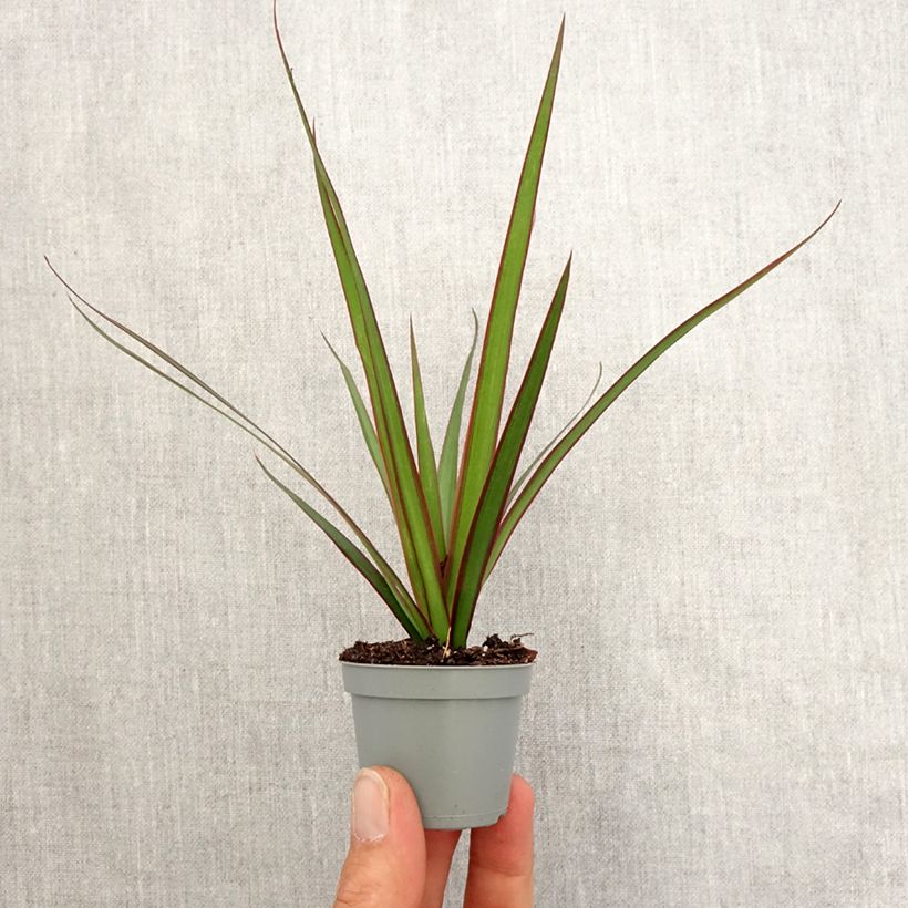 Spécimen de Dracaena marginata - Dragonnier de Madagascar Mini-plante tel que livré au printemps