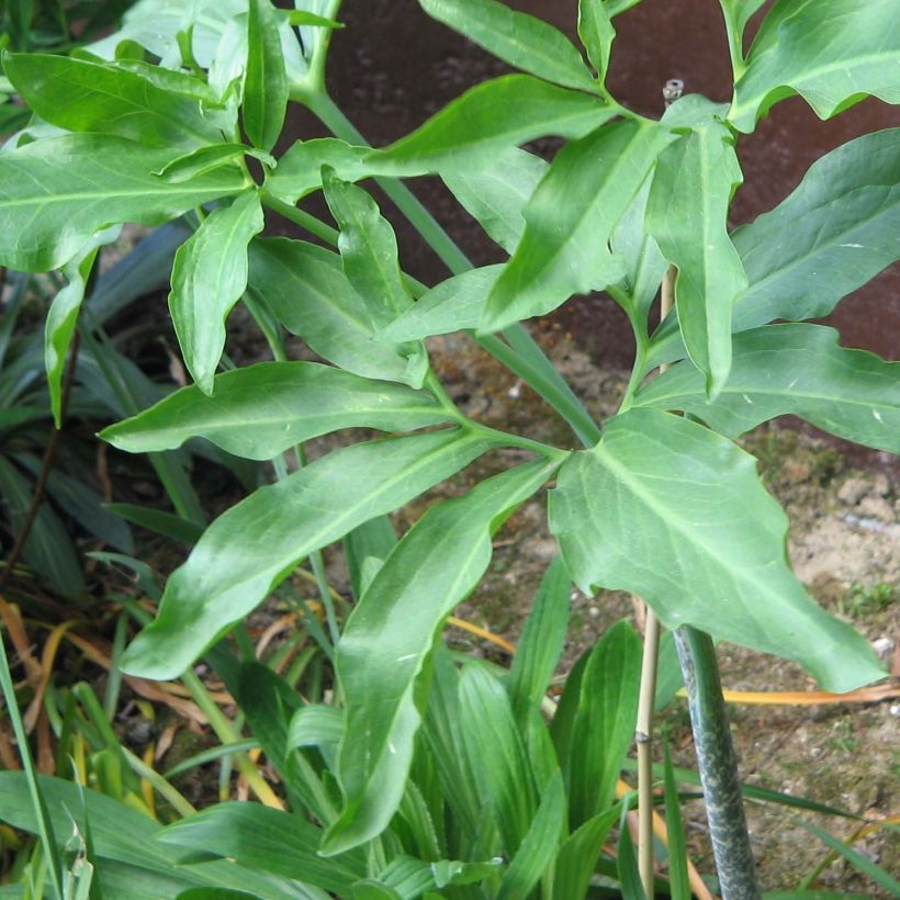 Dracunculus vulgaris - Serpentaire commune (Feuillage)