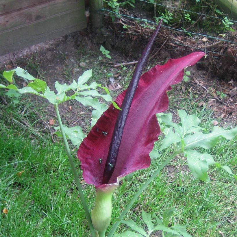 Dracunculus vulgaris - Serpentaire commune (Floraison)