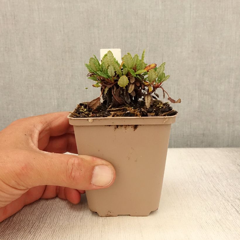 Spécimen de Dryas suendermannii - Dryade Godet de 8/9 cm tel que livré en été