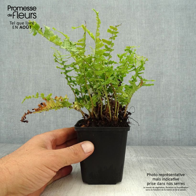 Spécimen de Dryopteris affinis Cristata ou The King - Fausse Fougère mâle Godet de 8/9 cm tel que livré en été