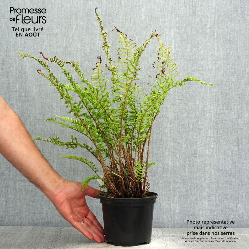 Spécimen de Dryopteris affinis Cristata ou The King - Fausse Fougère mâle Pot de 2L/3L tel que livré en été