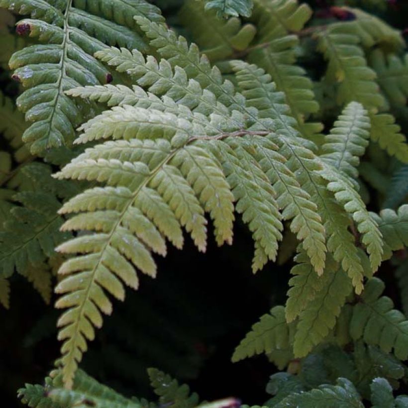 Dryopteris affinis - Fougère (Feuillage)